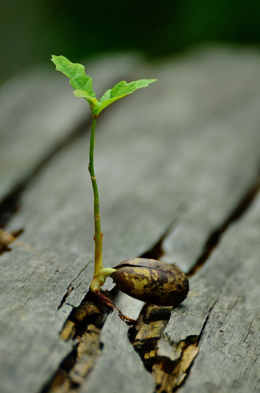 For teenagere og unge voksne 1 | MentalRo.Nu germ, seedling, oak